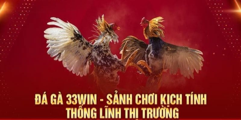 Quy trình tham gia đá gà hiệu quả cho thành viên mới